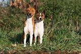 BASENJI 026